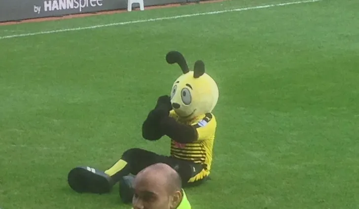 Linh vật Harry The Hornet của Watford FC